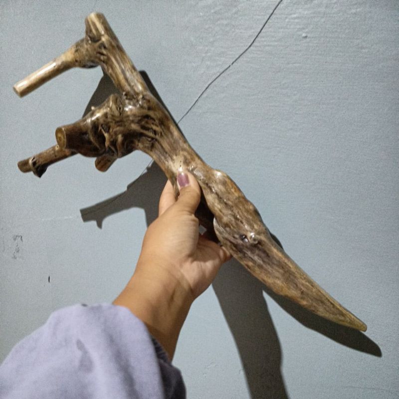 akar mimang pipa once kayu telogosari