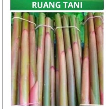 

BATANG KECOMBRANG 1KG