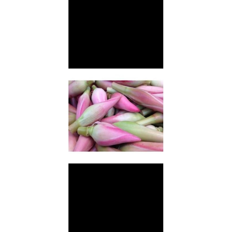 

KECOMBRANG PATIKALA FRESH SEGAR HONJE HARGA / ĶG