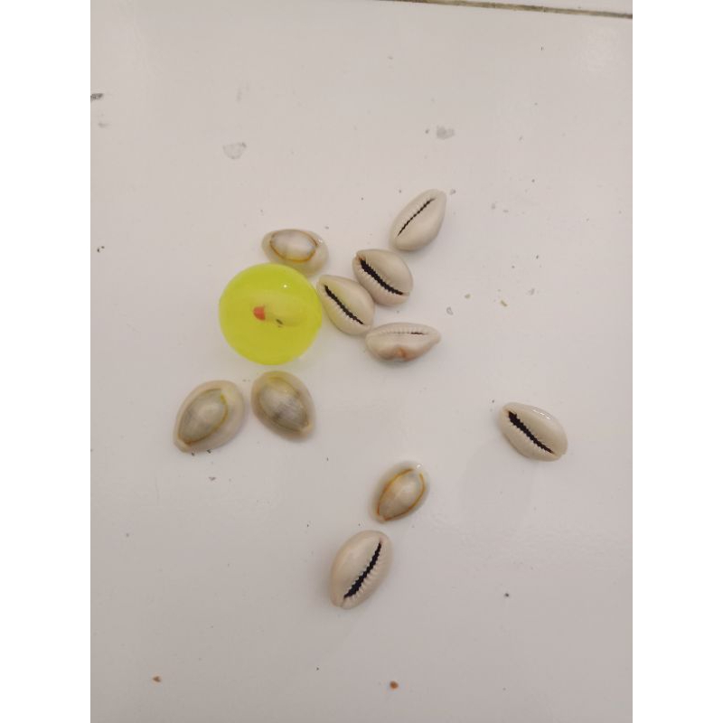 MAINAN BEKEL BOLA KECIL + KEWUK KERANG