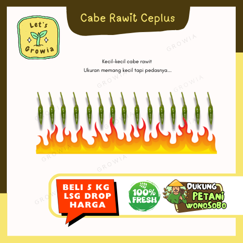 

Growia | Cabai Cabe Rawit Ceplus Reco Wonosobo 500 gr - Mulai 1/2 Kg Grosir Mulai 5 Kg Termurah