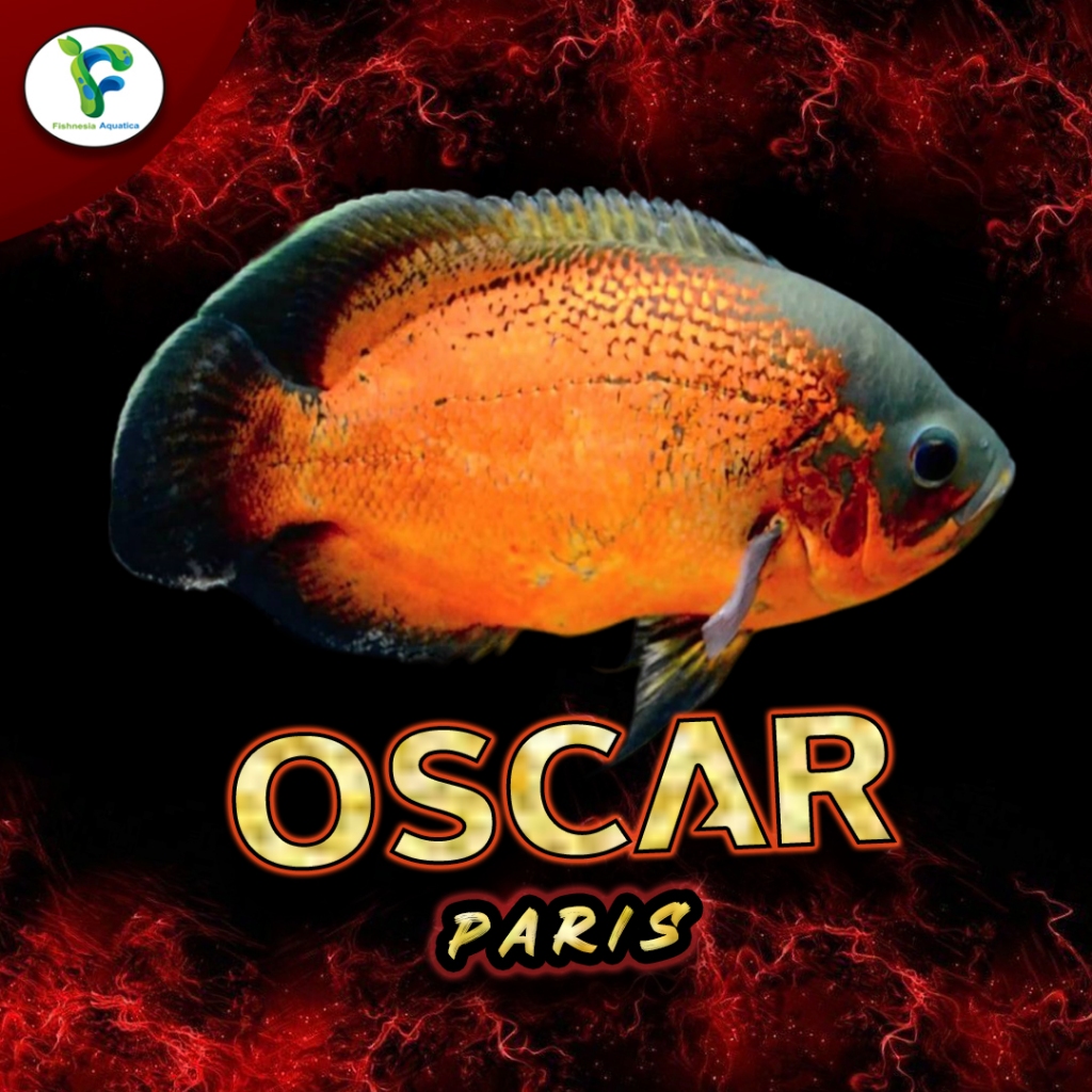 Ikan Baby Oscar Tembaga / Ikan Predator Oscar Tembaga - Ikan Hias Air Tawar