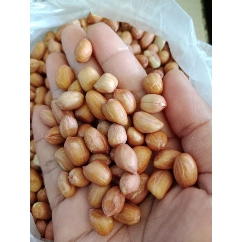 

KACANG TANAH INDIA 100 GRAM