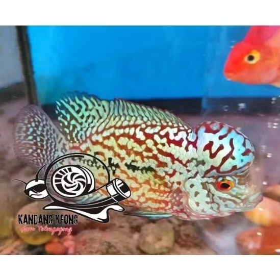 Kebutuhan aquarium kamfa f1 vip super grade lohan gen import perlengkapan hiasan akuarium