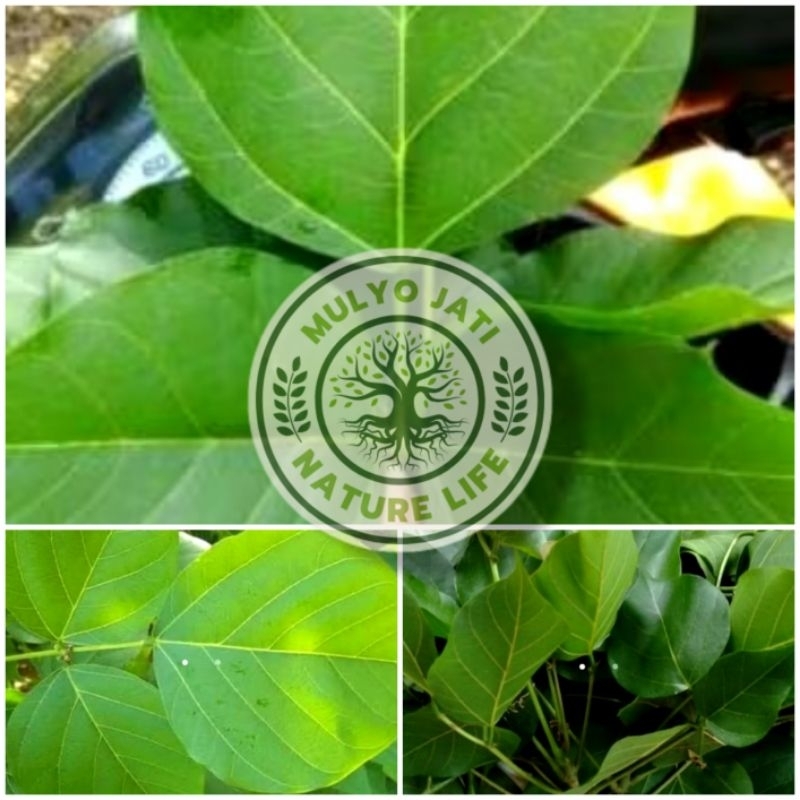 

Daun Dadap - daun herbal 50 lembar