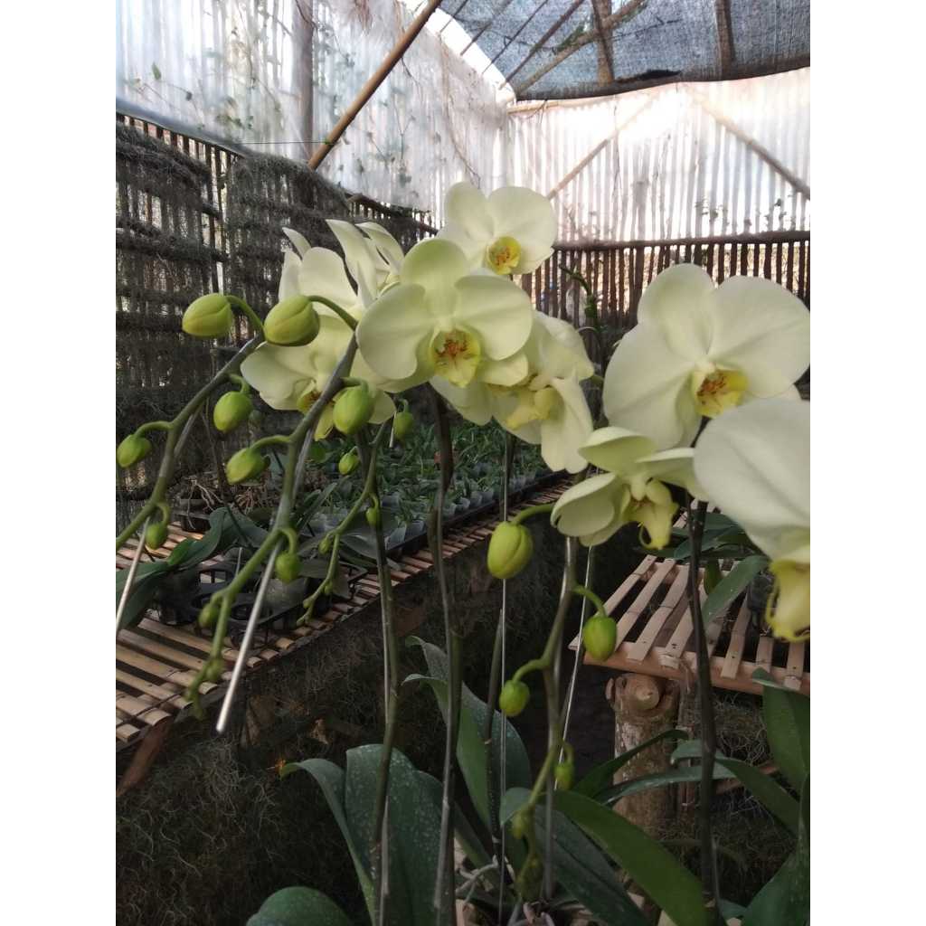 Tanaman Bunga anggrek - Tanaman Hias Anggrek dalam pot