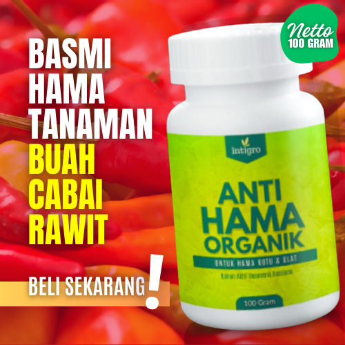 Insektisida Obat Pembasmi Hama Kutu Daun Keriting Ulat Kepik Thrips Aphis Tanaman Buah Cabe Rawit Pe