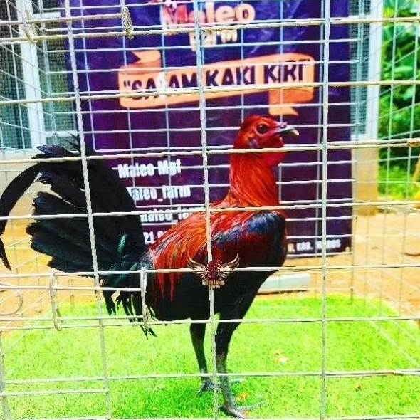 Telur Ayam Filipin Original Ak47 Predator