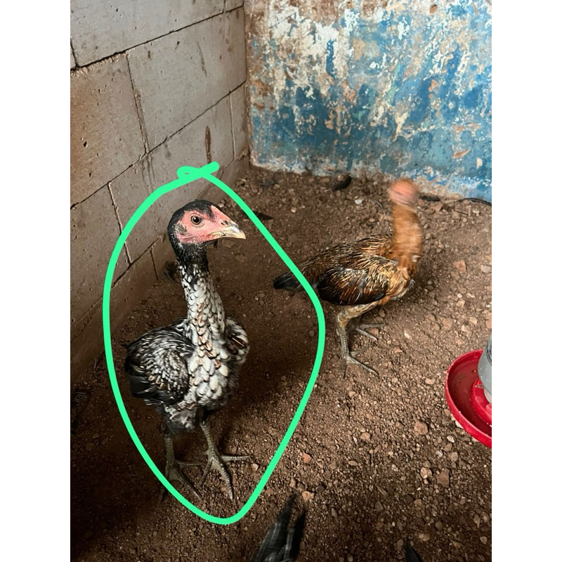 3 ekor ayam Pama Bangkok