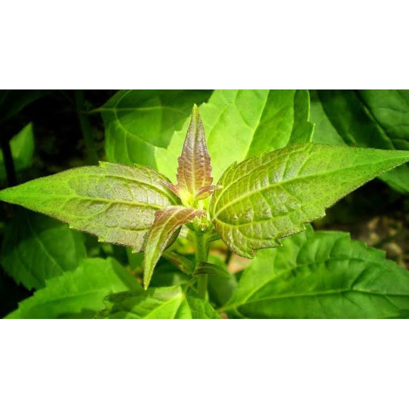 

Daun kirinyuh obat tradisional kaya akan manfaat 100gr