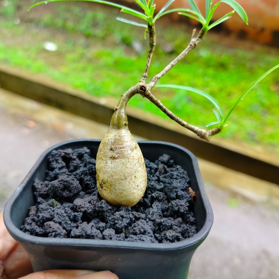 BIBIT TANAMAN BONSAI Tanaman Hias Euphorbia Hedyotoides Caudex Bulat