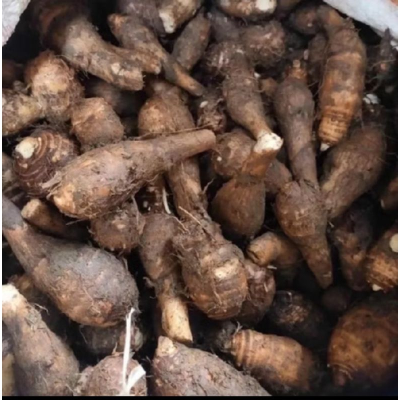 

TALAS BISONO FRESH LANGSUNG DARI PETANI KEMASAN 1KG