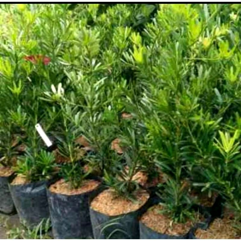 bahan bonsai tanaman hias Lohansung mawar