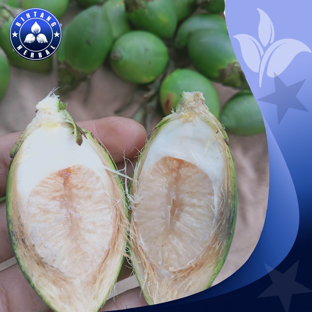 

PINANG MUDA SEGAR PETIK LANGSUNG DARI POHON \ 500 GRM - BINTANG HERBAL