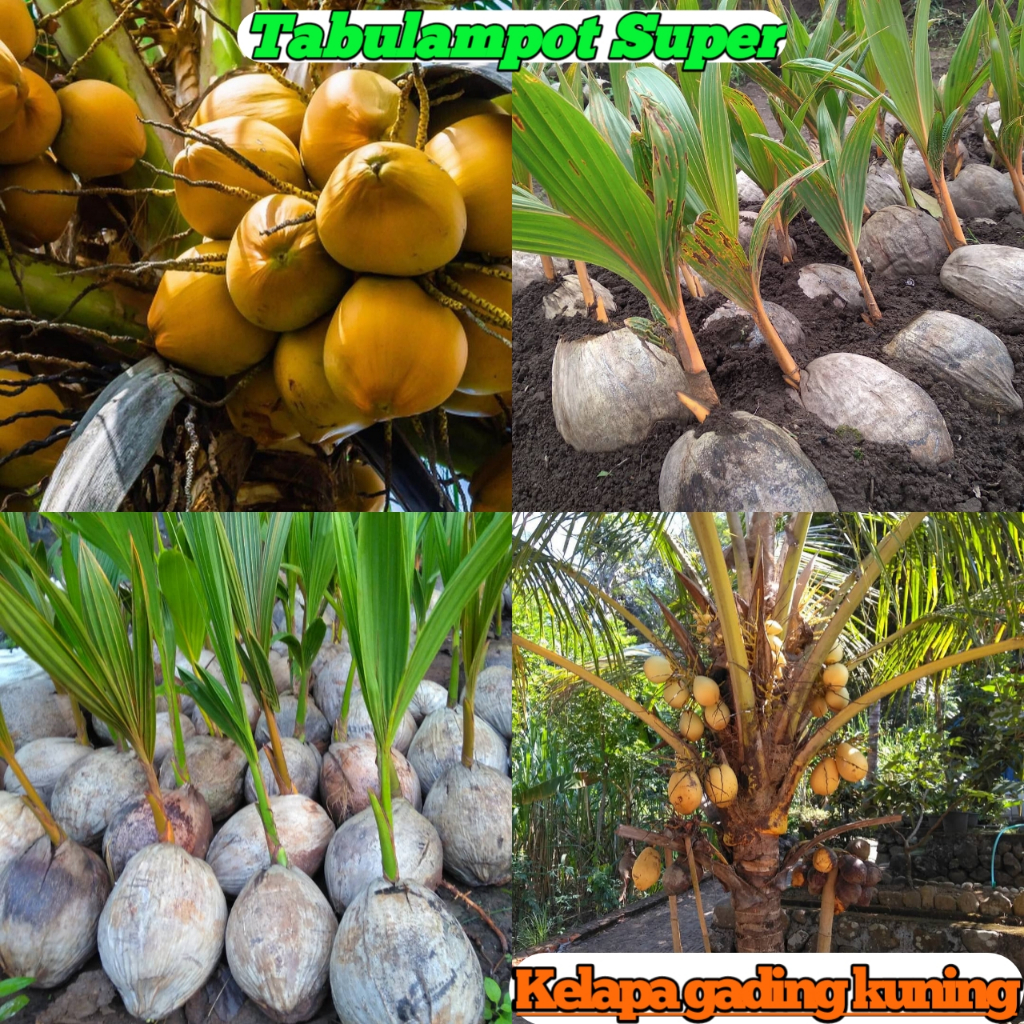 Bibit kelapa gading kuning super siap berbuah pendek Tanaman kelapa super genjah Tabulampot Super