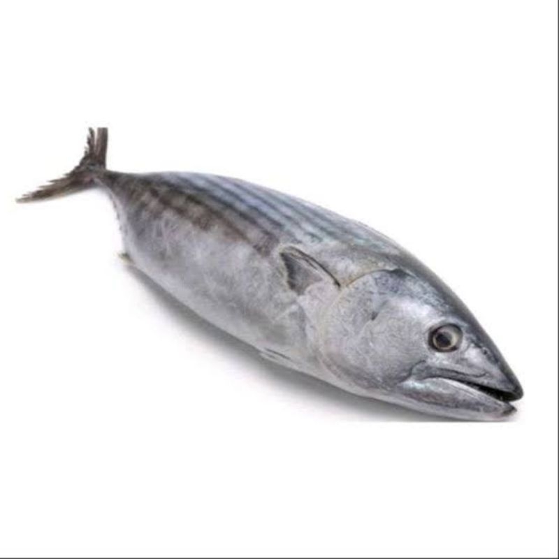

Ikan Tongkol