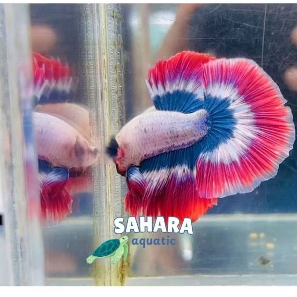 Hiasan aquarium rostail hm halfmoon L perlengkapan cupang