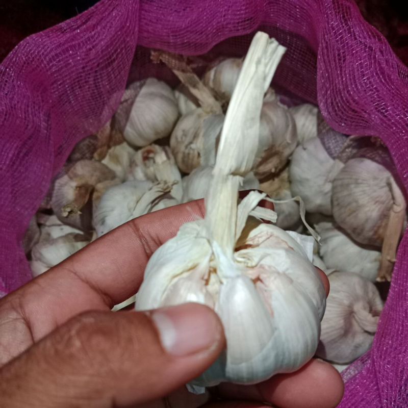 

BAWANG PUTIH