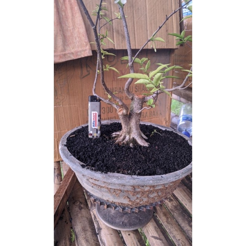 bahan bonsai anting putri prospek mame