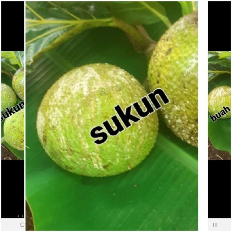 

buah sukun agar