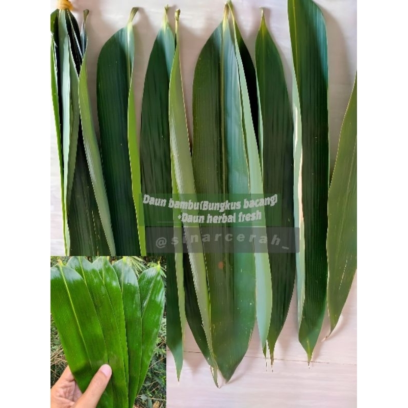 

Daun Bambu muda hijau ( Bungkus bacang) Daun herbal fresh -perlembar