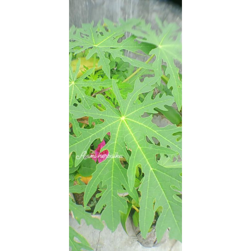 

daun pepaya segar alami500gr