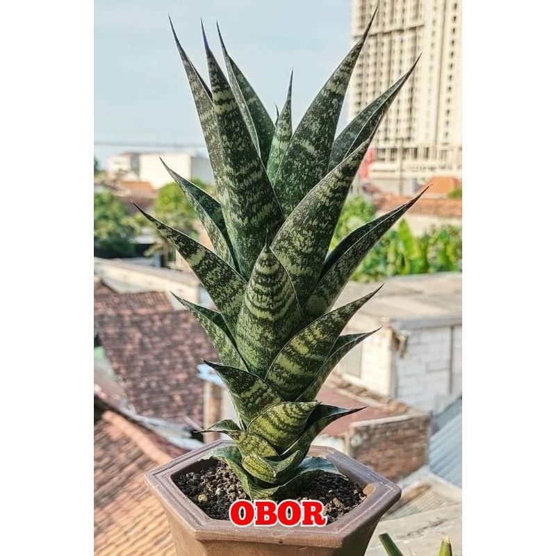 Sansivera Hybrid "OBOR"