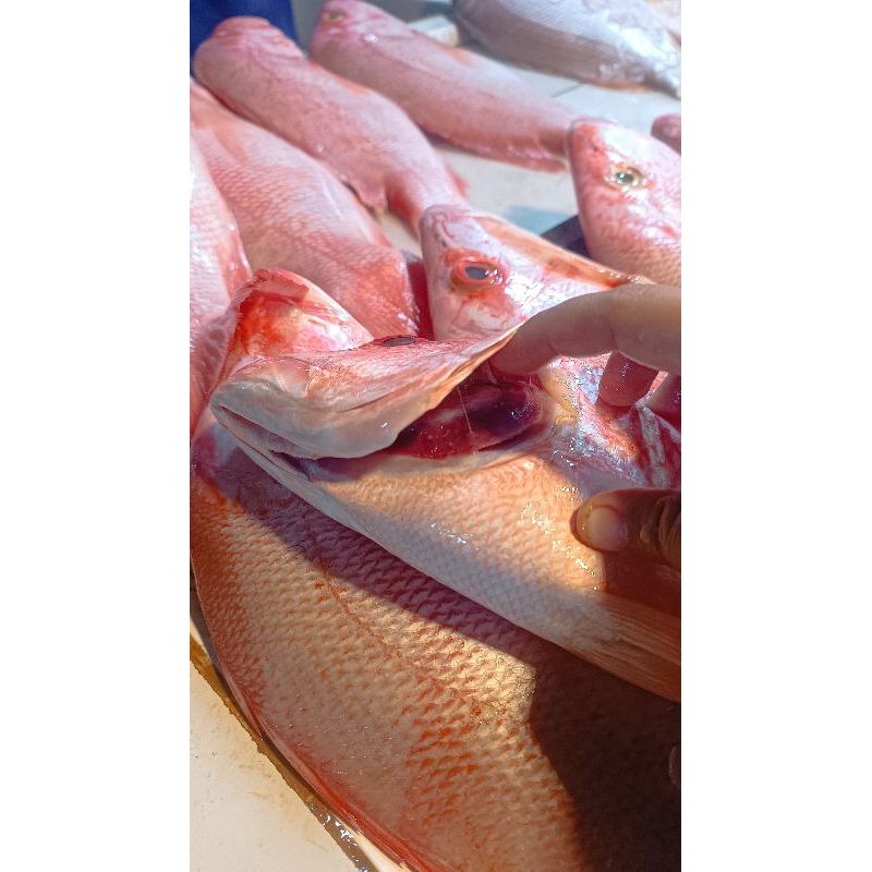 

[SUDAH DISIANG] Ikan Kakap Angsam Jenaha Merah Putih Lauk Pontianak