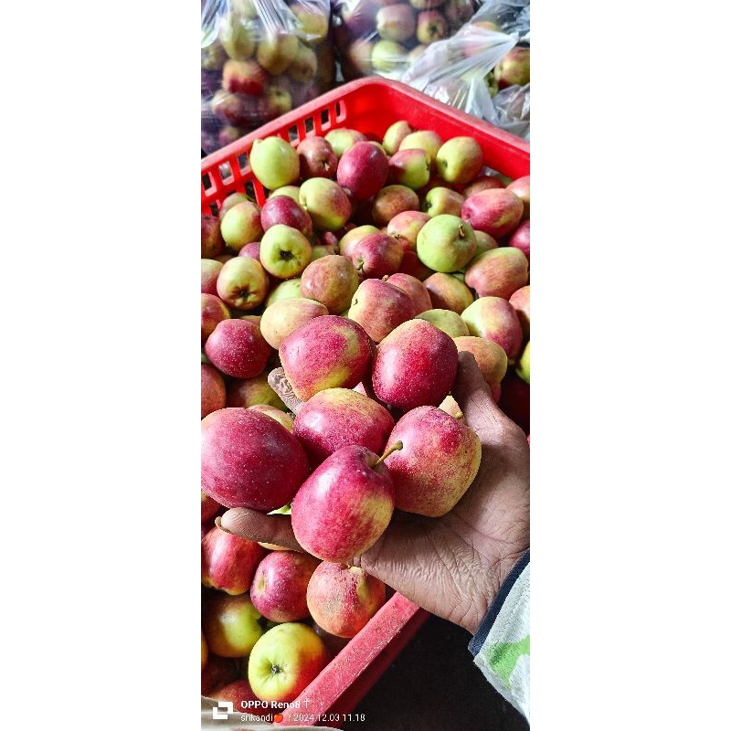 

apel ana cheri, cocok buat rujak an sama buat jus , fresh langsung dari kebun apel kota batu