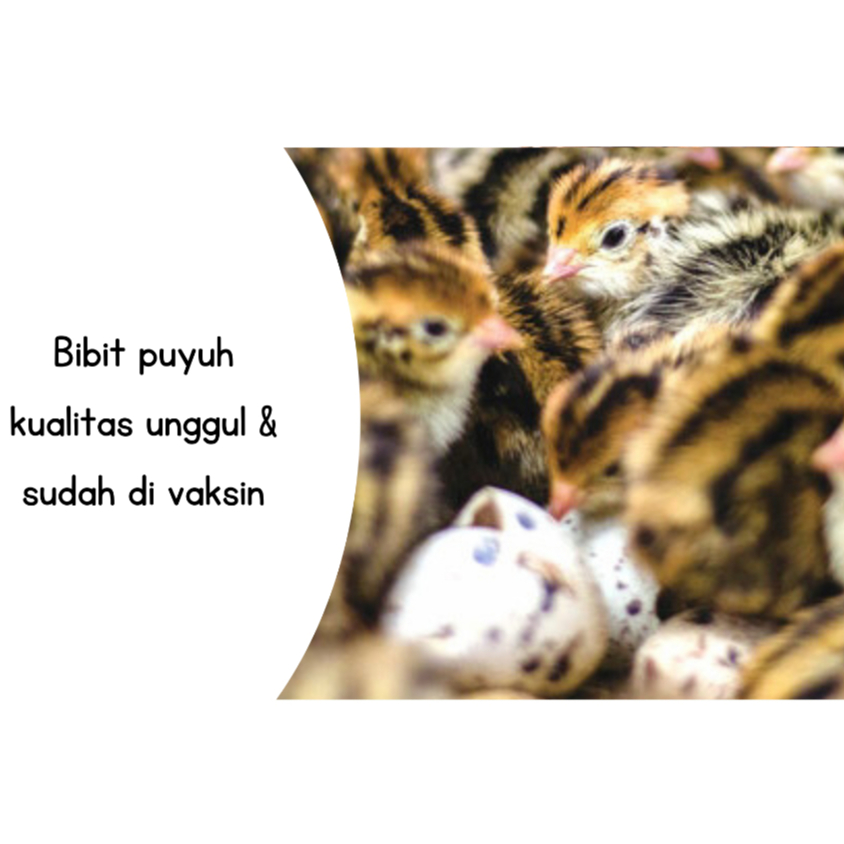 

Telur Fertil Tetas Puyuh ACS / FS Bibit Unggul FINAL STOCK Telur Untuk Ditetaskan Embrio Farm
