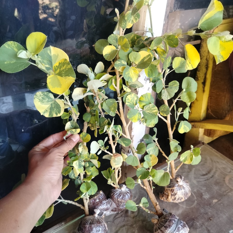 BIBIT BENIH BONSAI IMPORT BIBIT TANAMAN HIAS LANGKA waru jepang Varigata ori bagus cantik