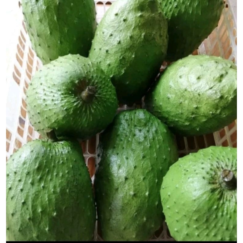 

SIRSAK MADU SEGAR