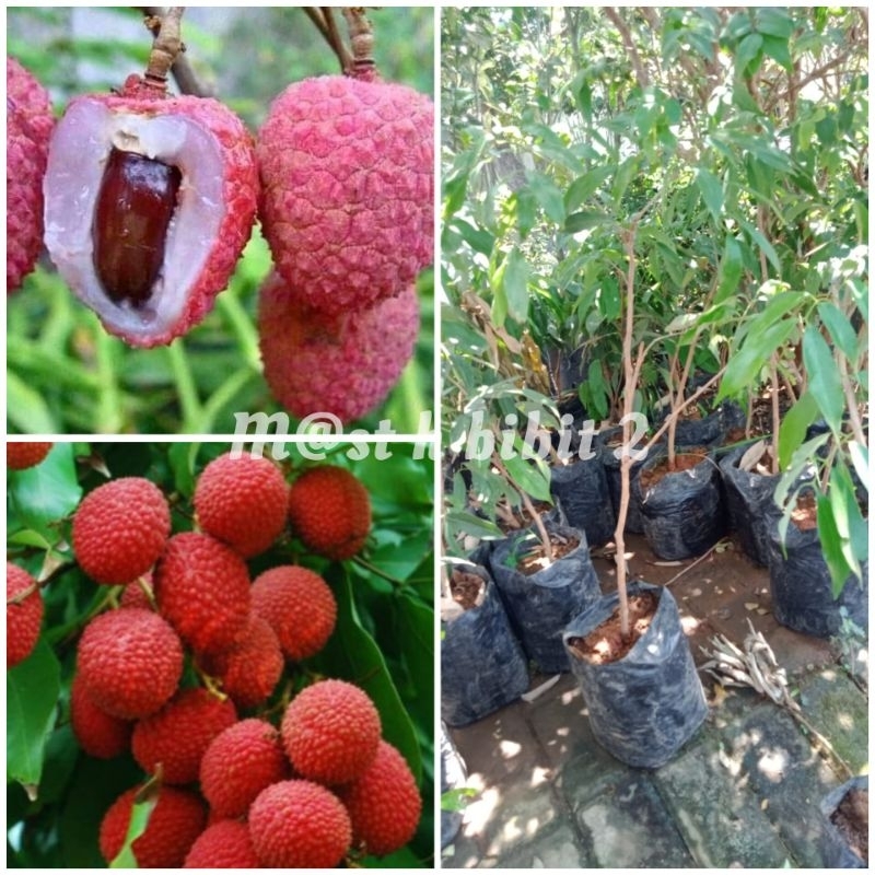 Bibit buah leci merah valid batang besar
