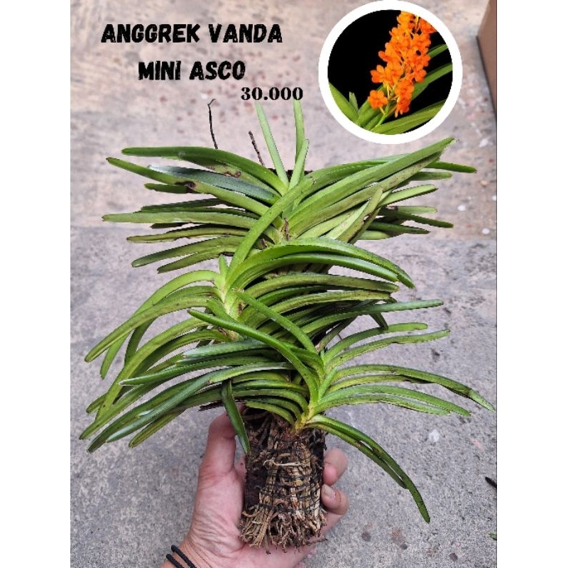 vanda mini asco