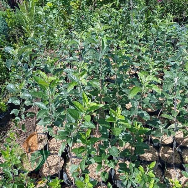 Bibit apel fuji muran dan terlaris