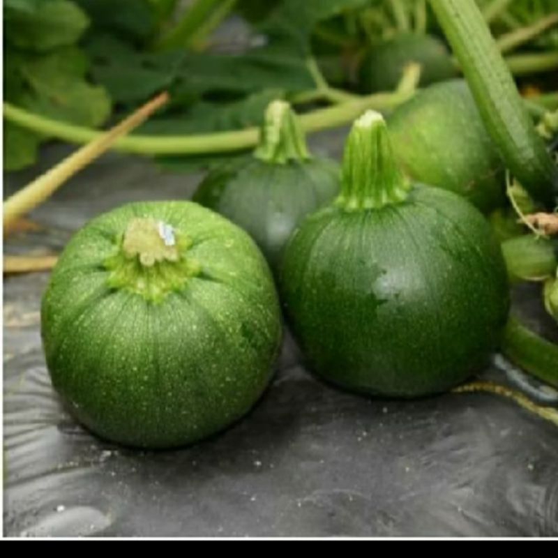 biji benih zucchini hijau bulat isi 3 butir