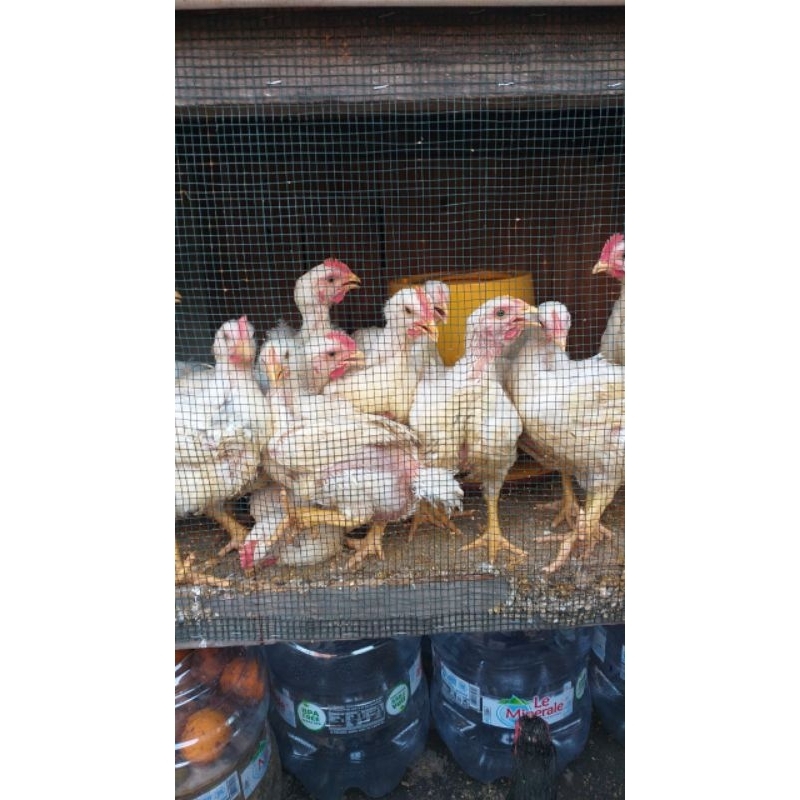 

PROMO Ayam broiler/pedaging fresh dari peternakan
