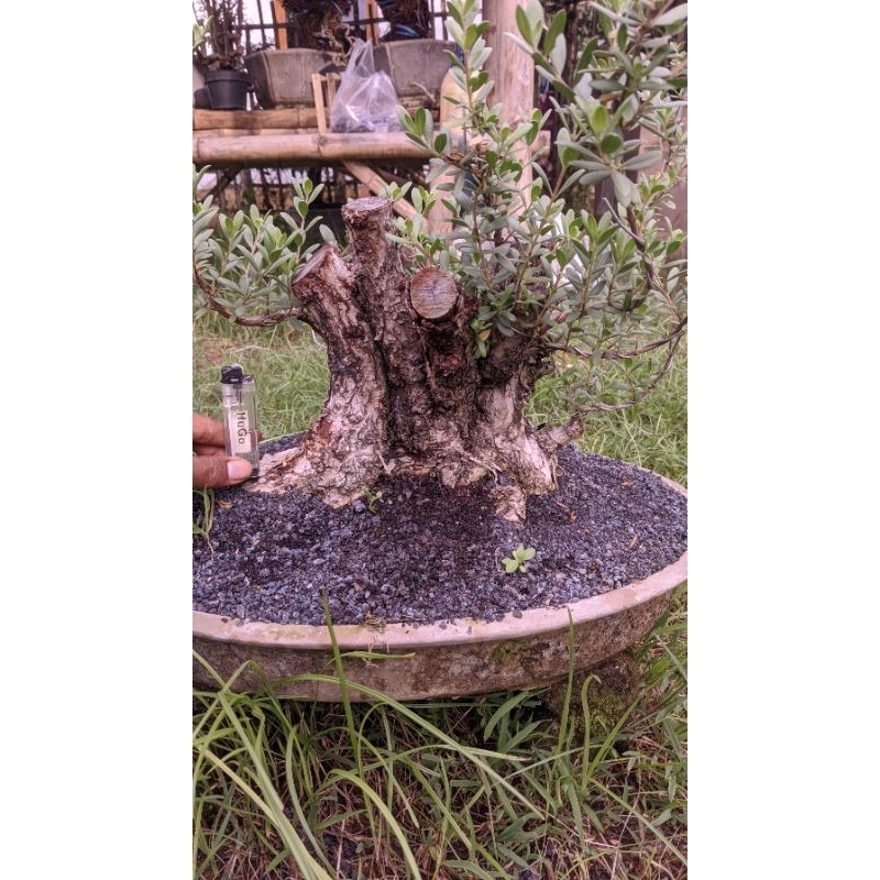 bahan bonsai santigi