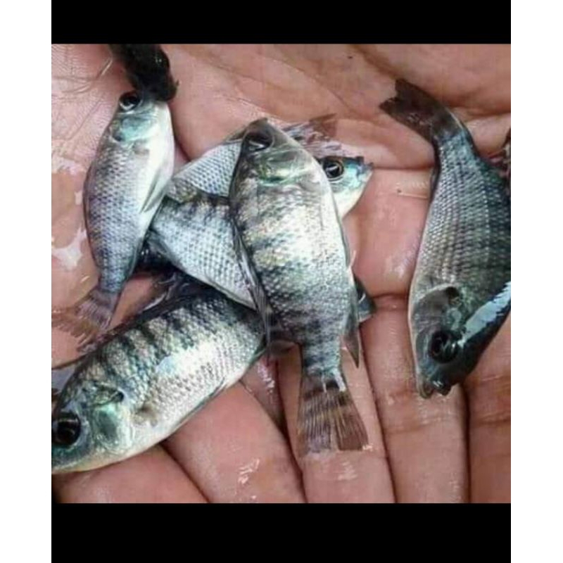 

ready stok ikan mujair ukuran 2-3 jari isi 1 ekor