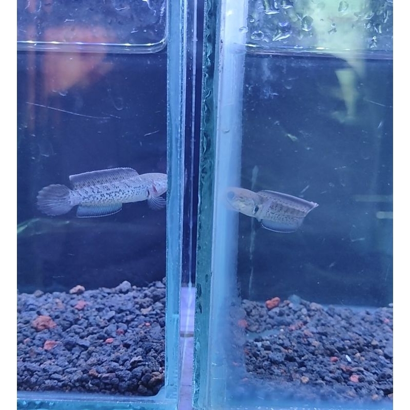 

Kardus isi Stewarti size 8-9 cm