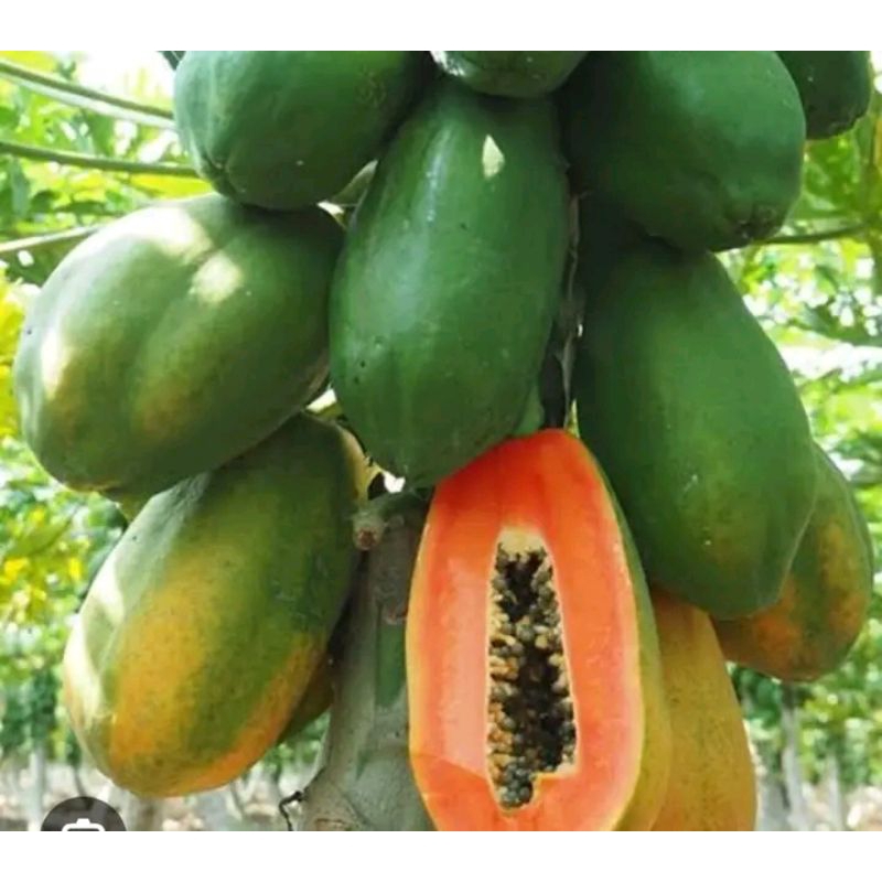 

PEPAYA CALIFORNIA SEGAR MATANG DI POHON 1 BUAH