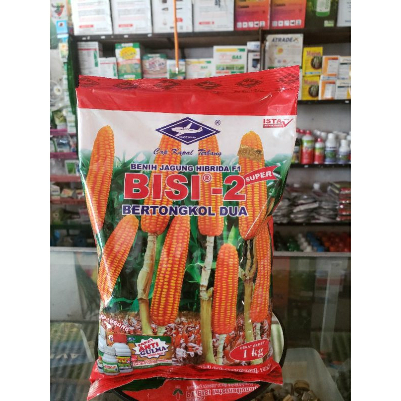 Bisi 2 benih jagung bertongkol 2