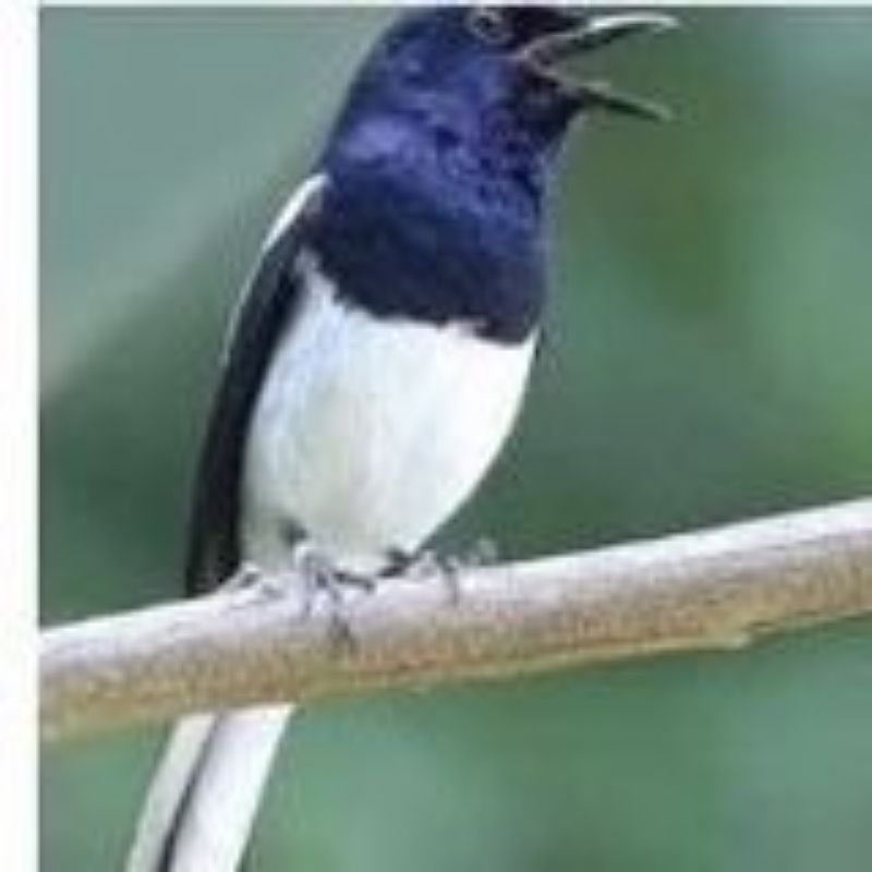 burung Kacer daput pilihan jantan super