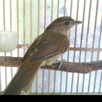 BURUNG FLAMBOYAN TRASEN JANTAN