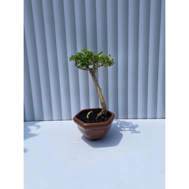 Mini Bonsai Sancang