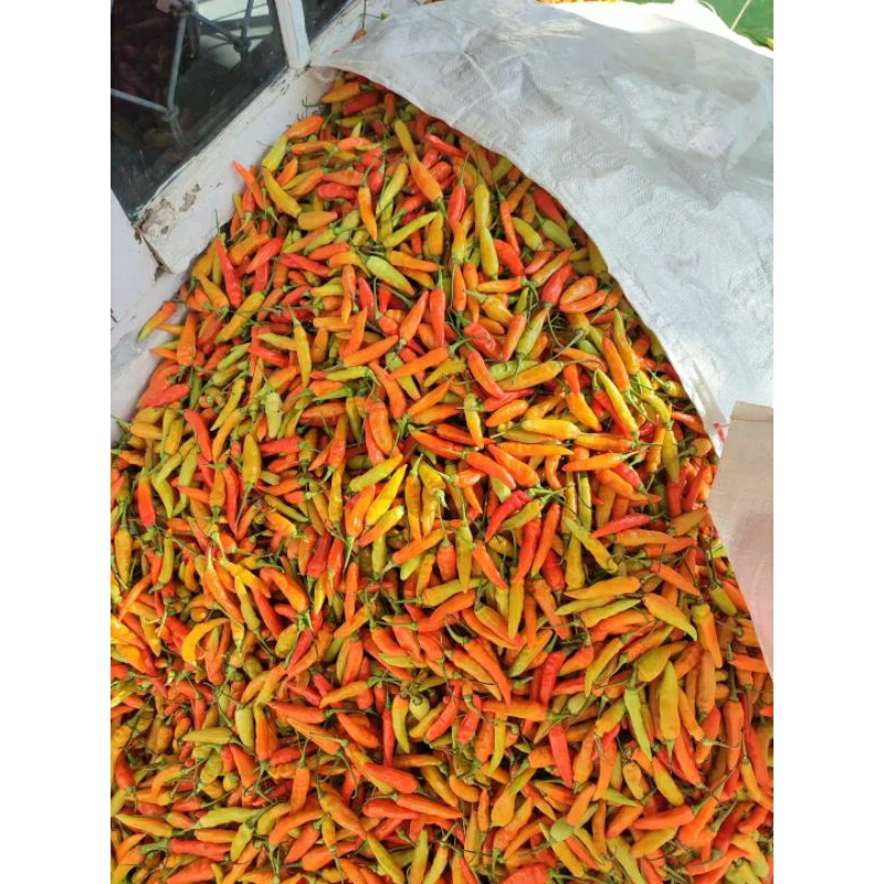 

Cabai Merah Red Ori 212 Pedas Fresh 250Gram
