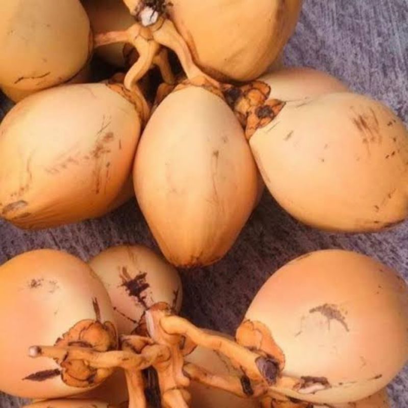 

Kelapa Kuning Muda Kecil / segenggam Tangan