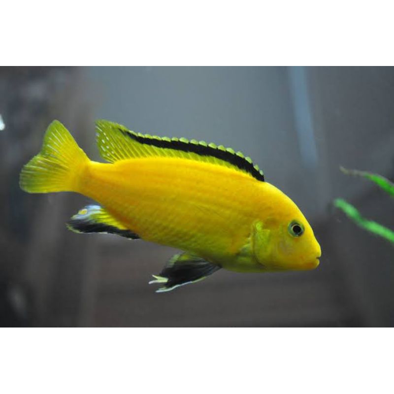 IKAN HIAS CHILCHID LEMON