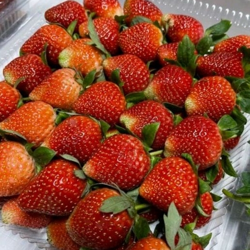 

STRAWBERRY JUMBO GRADE 1KG