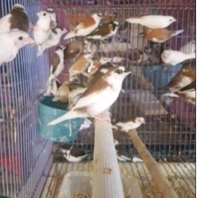 BURUNG EMPRIT JEPANG EMJE SATUAN